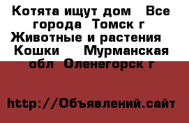 Котята ищут дом - Все города, Томск г. Животные и растения » Кошки   . Мурманская обл.,Оленегорск г.